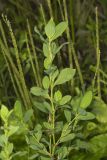 Erect Knotweed, Polygonum erectum