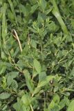 Erect Knotweed, Polygonum erectum