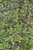 Erect Knotweed, Polygonum erectum