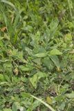 Erect Knotweed, Polygonum erectum