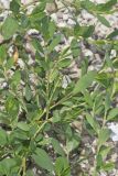 Erect Knotweed, Polygonum erectum