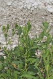 Erect Knotweed, Polygonum erectum