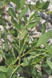 Erect Knotweed, Polygonum erectum