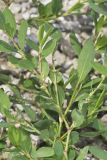 Erect Knotweed, Polygonum erectum