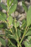 Erect Knotweed, Polygonum erectum