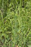 Erect Knotweed, Polygonum erectum