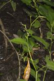 Halberd-leaved Tearthumb, Polygonum arifolium