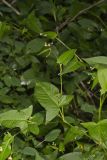 Halberd-leaved Tearthumb, Polygonum arifolium