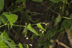 Halberd-leaved Tearthumb, Polygonum arifolium