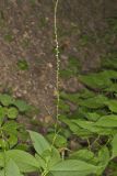 Virginia Knotweed, Persicaria virginiana