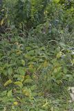 Virginia Knotweed, Persicaria virginiana