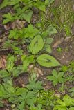 Virginia Knotweed, Persicaria virginiana