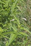 Pennsylvania Smartweed, Persicaria pensylvanica