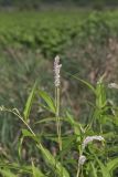 Pennsylvania Smartweed, Persicaria pensylvanica