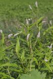 Pennsylvania Smartweed, Persicaria pensylvanica
