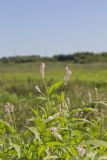 Pennsylvania Smartweed, Persicaria pensylvanica