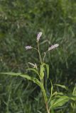 Pennsylvania Smartweed, Persicaria pensylvanica