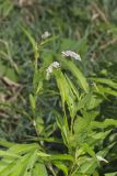 Pennsylvania Smartweed, Persicaria pensylvanica