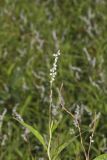 Swamp Smartweed, Persicaria hydropiperoides
