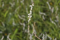Swamp Smartweed