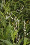 Swamp Smartweed, Persicaria hydropiperoides