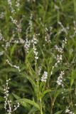 Swamp Smartweed, Persicaria hydropiperoides