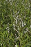 Swamp Smartweed, Persicaria hydropiperoides