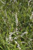 Swamp Smartweed, Persicaria hydropiperoides