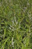 Swamp Smartweed, Persicaria hydropiperoides