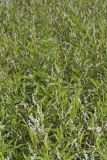 Swamp Smartweed, Persicaria hydropiperoides