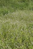 Swamp Smartweed, Persicaria hydropiperoides