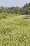 Swamp Smartweed, Persicaria hydropiperoides