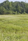 Swamp Smartweed, Persicaria hydropiperoides