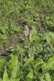 Water Smartweed, Persicaria amphibia