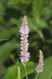 Water Smartweed, Persicaria amphibia
