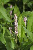 Water Smartweed, Persicaria amphibia