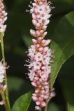Water Smartweed, Persicaria amphibia