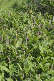 Water Smartweed, Persicaria amphibia