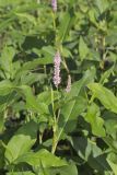 Water Smartweed, Persicaria amphibia