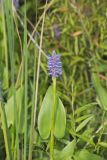Pickerelweed, Pontederia cordata