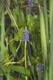Pickerelweed, Pontederia cordata