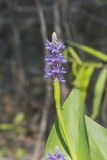 Pickerelweed, Pontederia cordata