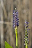Pickerelweed, Pontederia cordata