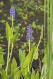 Pickerelweed, Pontederia cordata