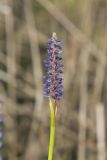 Pickerelweed, Pontederia cordata