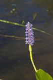 Pickerelweed, Pontederia cordata