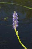 Pickerelweed, Pontederia cordata