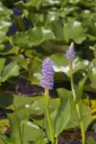 Pickerelweed, Pontederia cordata