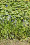 Pickerelweed, Pontederia cordata