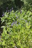Pickerelweed, Pontederia cordata